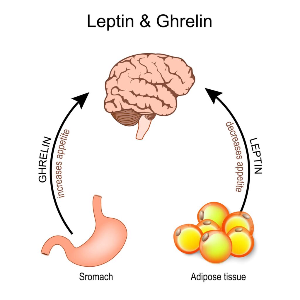 Leptin ve Ghrelin Uyku bağlantısı